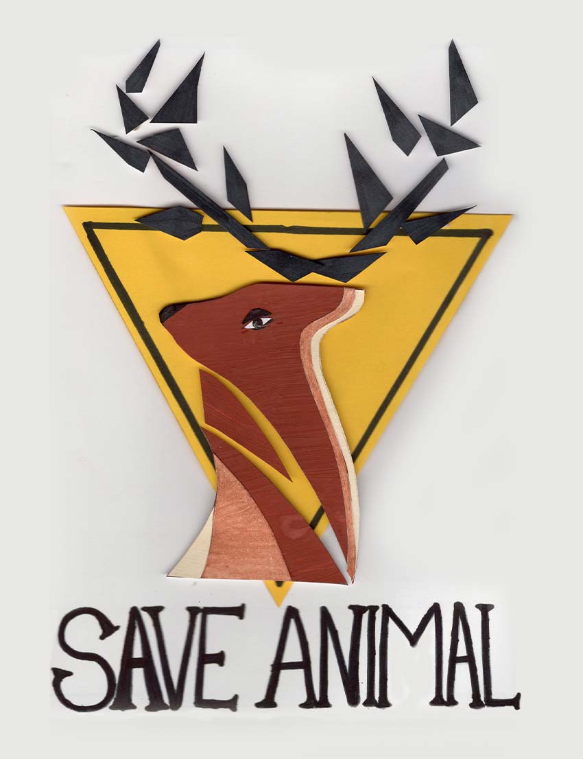 Shape Activity 3: Save Animal