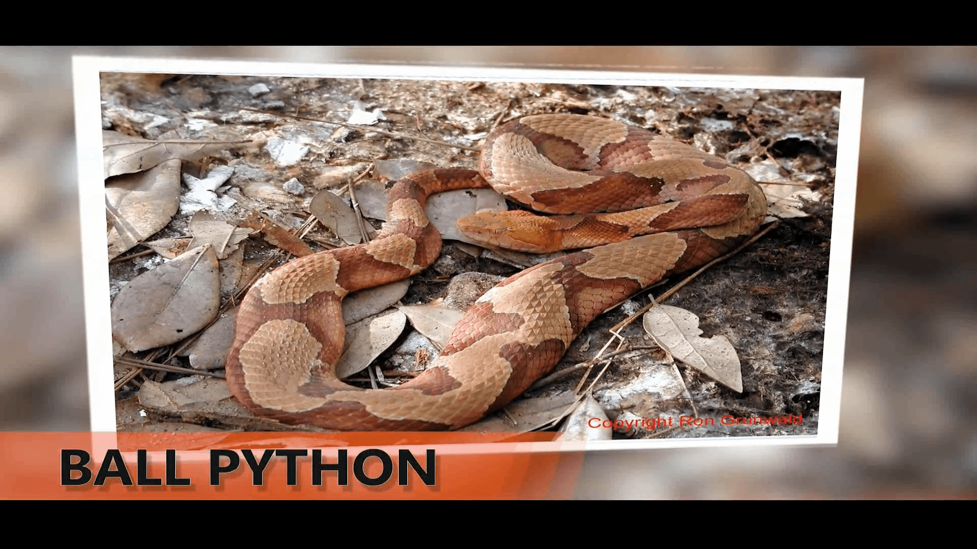 10 Most Beautiful Snakes in the World - A Presentation Created in After Effects